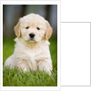 Golden Retriever Puppy by Anonymous