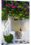 Storefront with Colorful Bougainvillea by Anonymous
