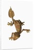 Leaf-tailed Gecko by Anonymous