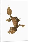 Leaf-tailed Gecko by Anonymous