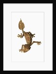 Leaf-tailed Gecko by Anonymous