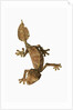 Leaf-tailed Gecko by Anonymous