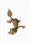 Leaf-tailed Gecko by Anonymous