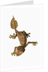 Leaf-tailed Gecko by Anonymous