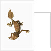 Leaf-tailed Gecko by Anonymous