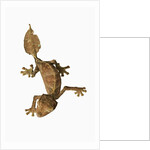 Leaf-tailed Gecko by Anonymous