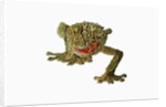 Fringed Gecko by Anonymous