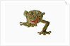 Fringed Gecko by Anonymous