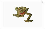 Fringed Gecko by Anonymous