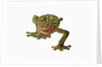 Fringed Gecko by Anonymous
