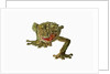 Fringed Gecko by Anonymous