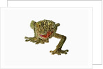Fringed Gecko by Anonymous