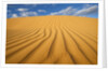 Sand Dune in the Kalahari Desert by Anonymous