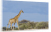 Giraffe in Etosha National Park by Anonymous