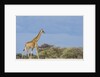 Giraffe in Etosha National Park by Anonymous