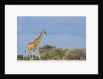 Giraffe in Etosha National Park by Anonymous