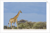 Giraffe in Etosha National Park by Anonymous