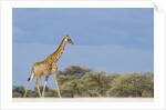 Giraffe in Etosha National Park by Anonymous