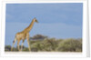 Giraffe in Etosha National Park by Anonymous