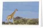 Giraffe in Etosha National Park by Anonymous