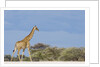 Giraffe in Etosha National Park by Anonymous