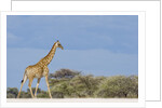 Giraffe in Etosha National Park by Anonymous