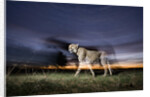 Cheetah at Dusk by Anonymous
