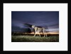 Cheetah at Dusk by Anonymous