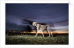Cheetah at Dusk by Anonymous
