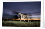 Cheetah at Dusk by Anonymous