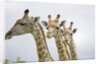 Giraffe in Savuti Marsh by Anonymous