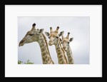 Giraffe in Savuti Marsh by Anonymous