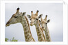 Giraffe in Savuti Marsh by Anonymous