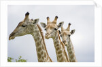 Giraffe in Savuti Marsh by Anonymous