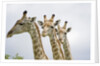 Giraffe in Savuti Marsh by Anonymous