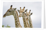 Giraffe in Savuti Marsh by Anonymous