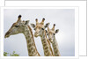 Giraffe in Savuti Marsh by Anonymous