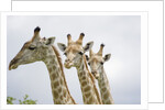 Giraffe in Savuti Marsh by Anonymous