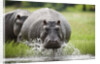 Hippopotamus in Chobe National Park by Anonymous