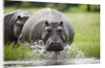 Hippopotamus in Chobe National Park by Anonymous