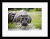 Hippopotamus in Chobe National Park by Anonymous