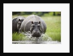 Hippopotamus in Chobe National Park by Anonymous