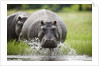 Hippopotamus in Chobe National Park by Anonymous