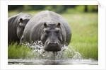 Hippopotamus in Chobe National Park by Anonymous