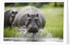 Hippopotamus in Chobe National Park by Anonymous