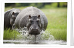 Hippopotamus in Chobe National Park by Anonymous