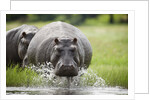 Hippopotamus in Chobe National Park by Anonymous