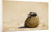 Dung Beetles in Kgalagadi Transfrontier Park by Anonymous