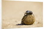 Dung Beetles in Kgalagadi Transfrontier Park by Anonymous