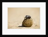 Dung Beetles in Kgalagadi Transfrontier Park by Anonymous